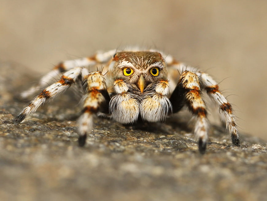 Close-up macro of a jumping spider with yellow eyes