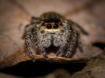 Macro close-up of a jumping spider on a dry leaf
