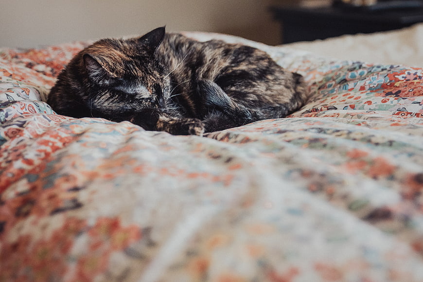 Sleeping Tortoiseshell Cat on Floral Bedspread