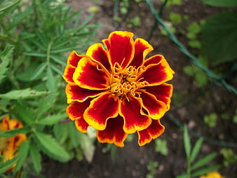 Vibrant Red and Yellow Marigold Flower Close-Up