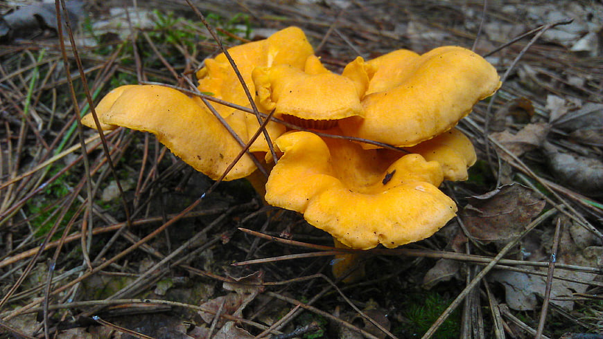 Cluster of bright yellow chanterelle mushrooms in forest
