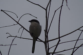 Small bird perched on bare winter tree branches