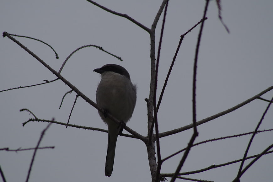 Small bird perched on bare winter tree branches