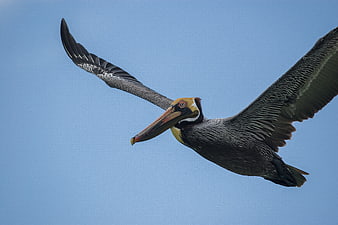 Brown Pelican Soaring in Blue Sky