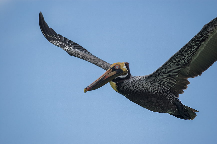 Brown Pelican Soaring in Blue Sky