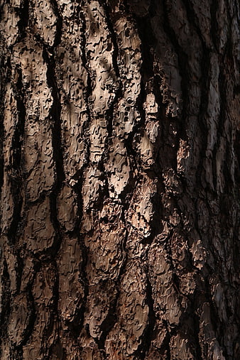 Close-up texture of rough pine tree bark in sunlight