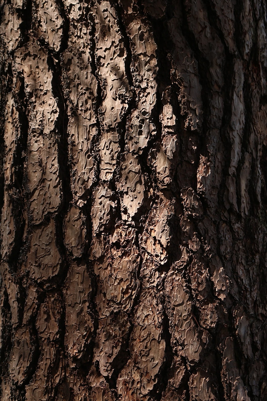 Close-up texture of rough pine tree bark in sunlight