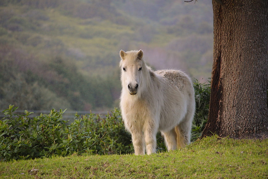 White Pony Standing in Green Pasture Near Tree