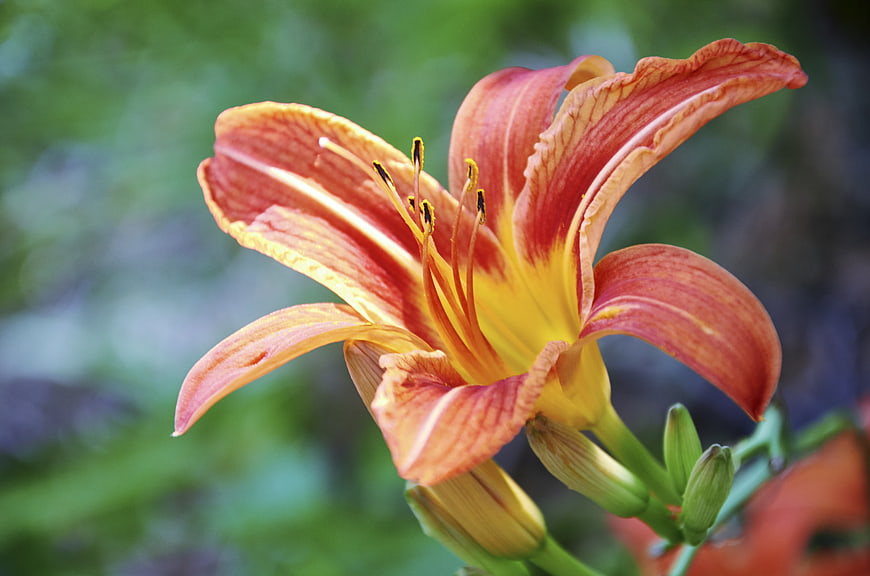 Close-up of vibrant orange and yellow daylily flower