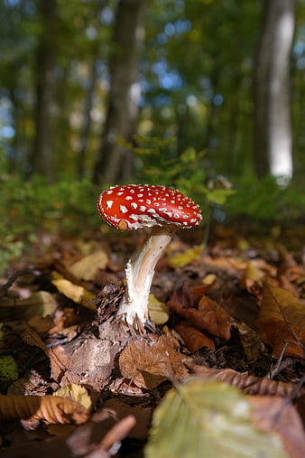 Red Fly Agaric Mushroom in Autumn Forest