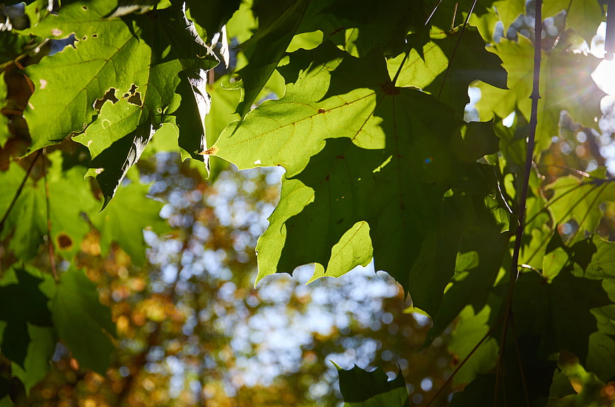 Sunlit Green Maple Leaves with Bokeh Background