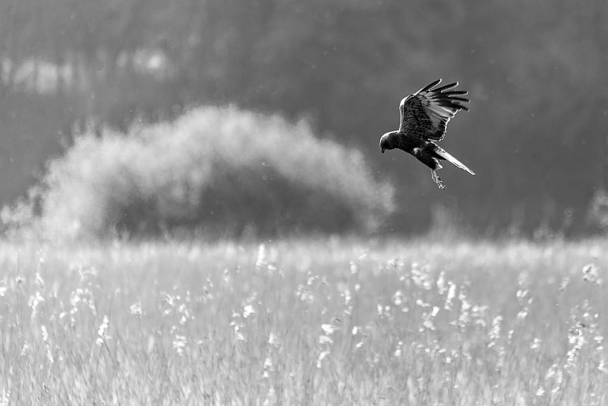 Black and White Hawk Diving Over Grassy Field