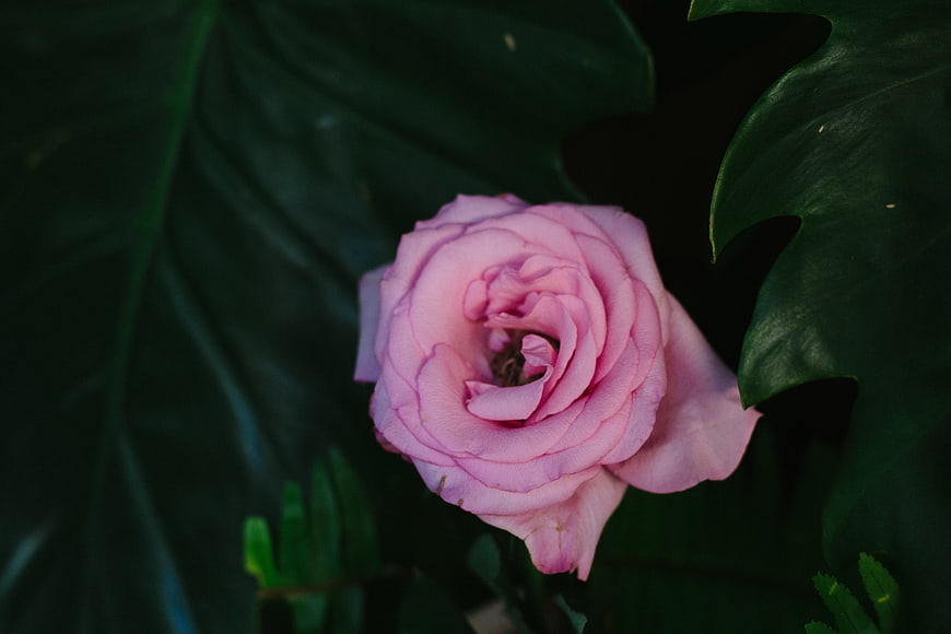 Pink Rose Bloom Amidst Dark Green Tropical Leaves