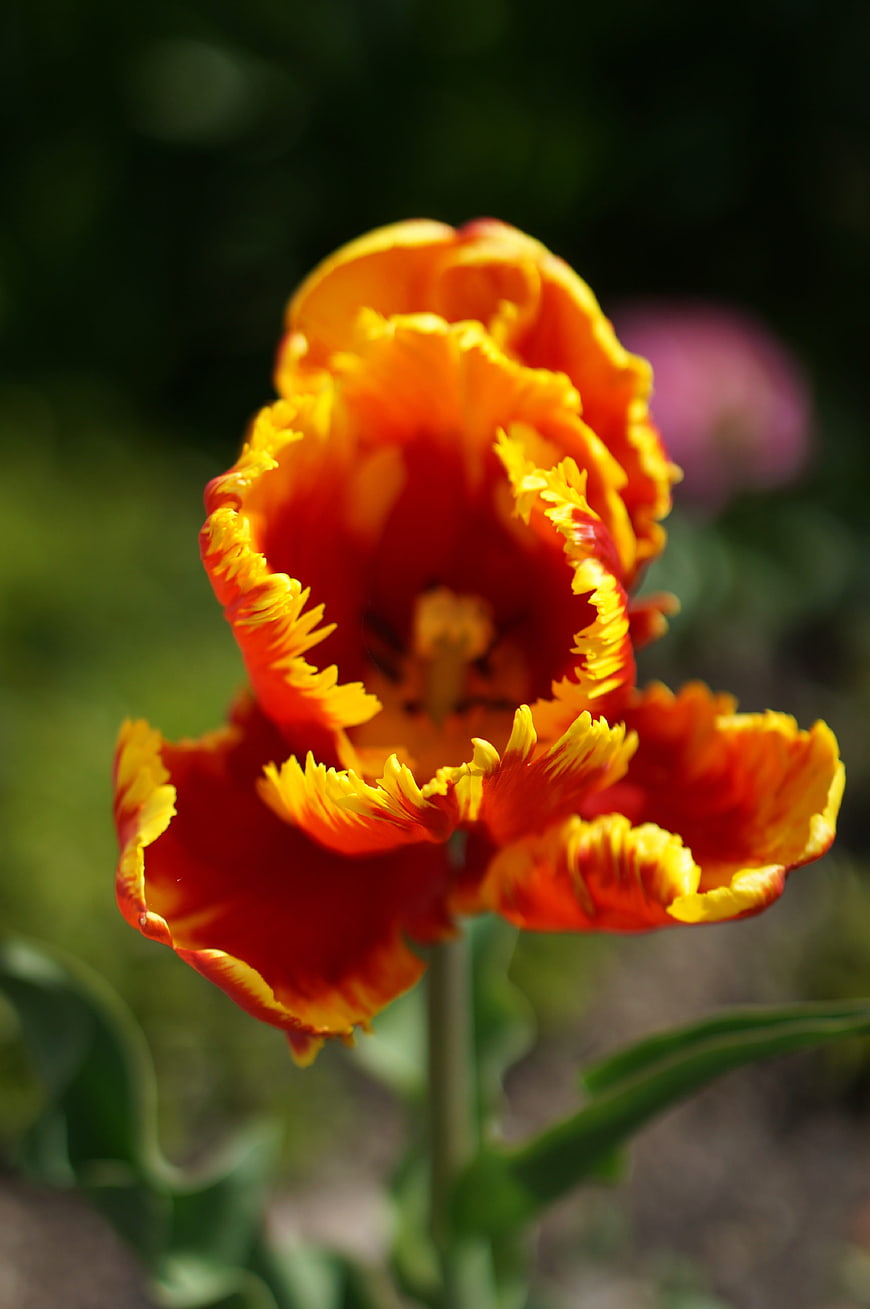 Vibrant Orange and Yellow Fringed Tulip Close-Up