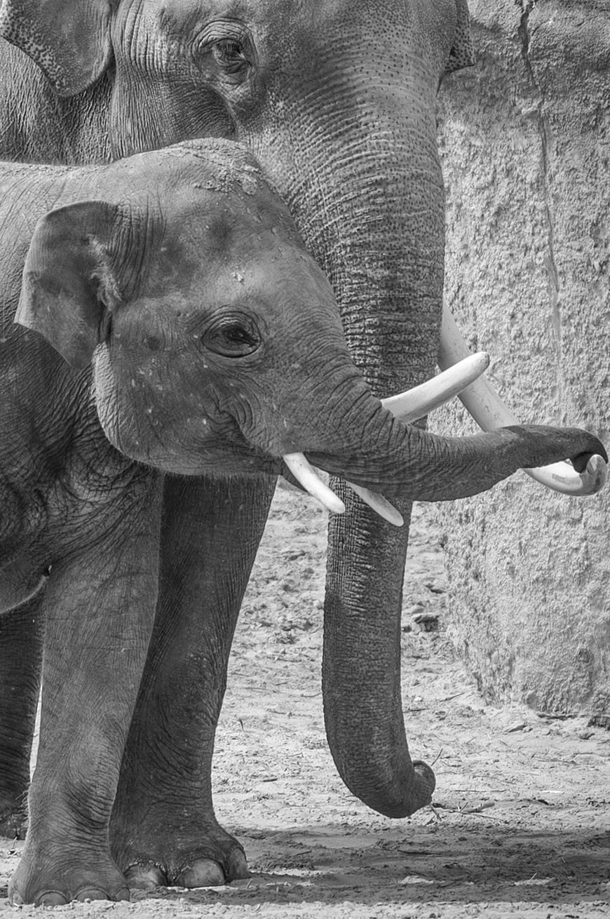 Black and white portrait of young elephant with tusks