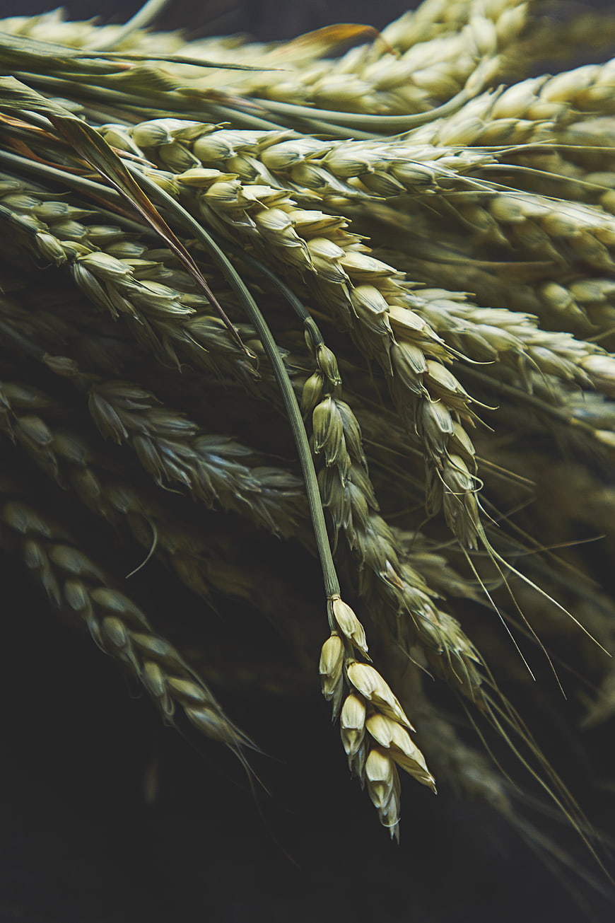Close-up of golden wheat stalks on dark background