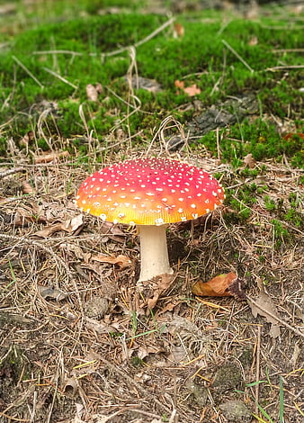 Vibrant Red Fly Agaric Mushroom in Forest Moss