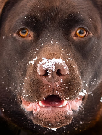 Close-up Portrait of Chocolate Labrador with Snow on Nose