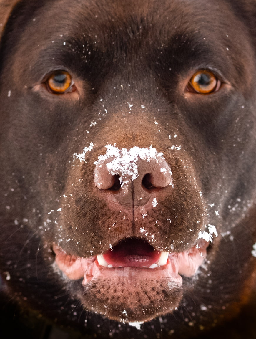 Close-up Portrait of Chocolate Labrador with Snow on Nose