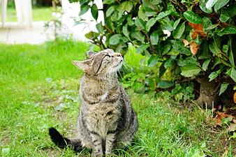 Curious Tabby Cat Sitting in Green Garden Grass