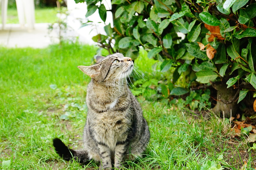 Curious Tabby Cat Sitting in Green Garden Grass