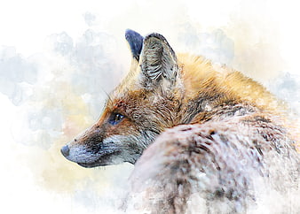 Red Fox Profile Portrait With Watercolor Background