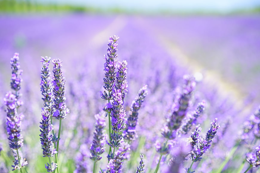 Close-up of purple lavender flowers in a sunny field