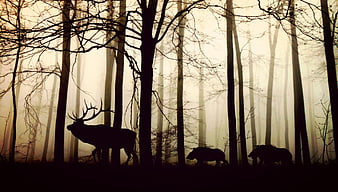Silhouettes of deer and wild boars in misty forest