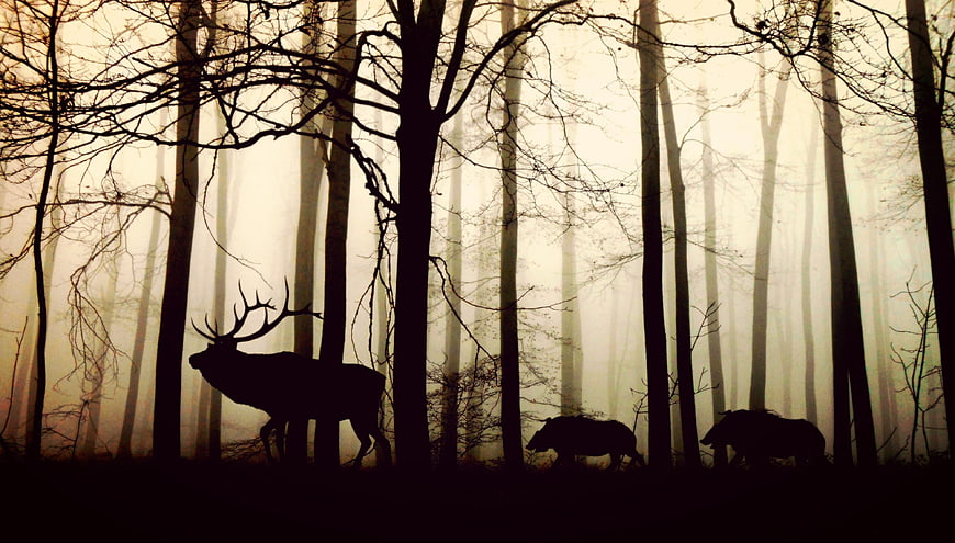 Silhouettes of deer and wild boars in misty forest
