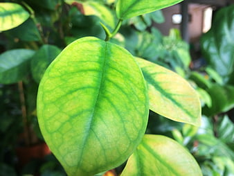 Close-up of vibrant green leaf with detailed veins