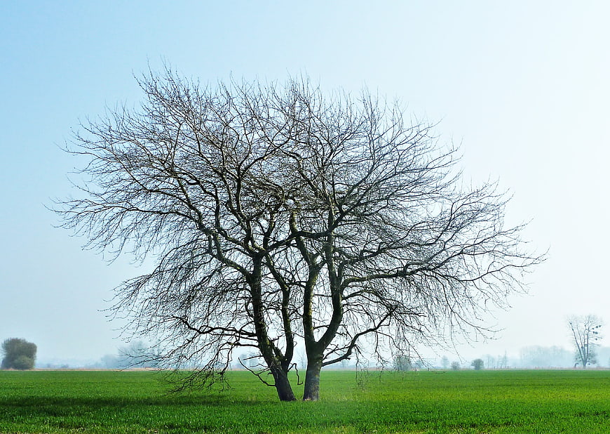 Lone bare tree in green field with blue sky