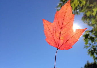 Red maple leaf backlit by sun against blue sky