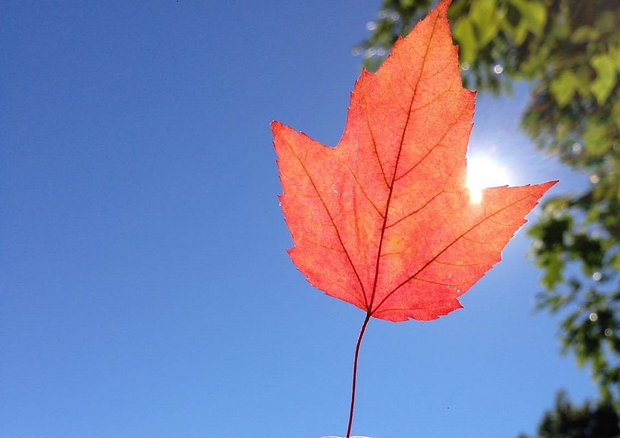 Red maple leaf backlit by sun against blue sky