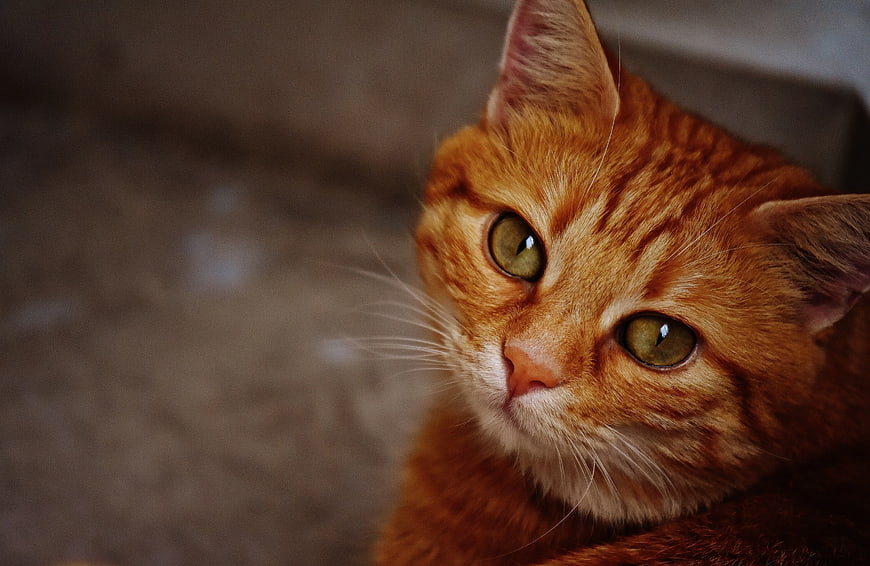 Close-up of an orange tabby cat looking up
