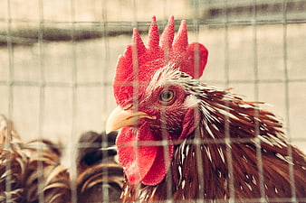 Close-up of a rooster behind a wire fence