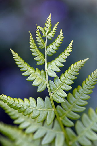 Close-up of a green fern leaf with a blurred blue background