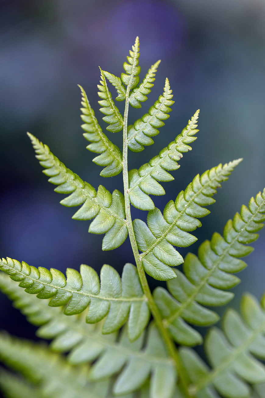 Close-up of a green fern leaf with a blurred blue background
