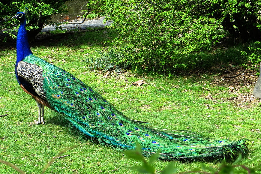 Male Peacock with Long Tail Feathers on Green Grass