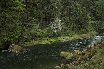 Serene River Flowing Through Mossy Forest with White Blossoms