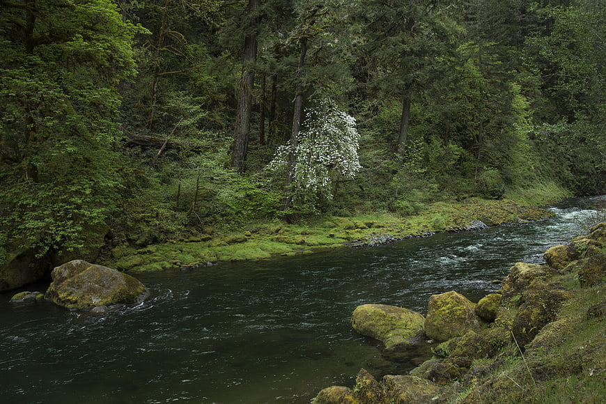 Serene River Flowing Through Mossy Forest with White Blossoms