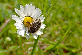Close-up of a beetle on a white daisy in green grass