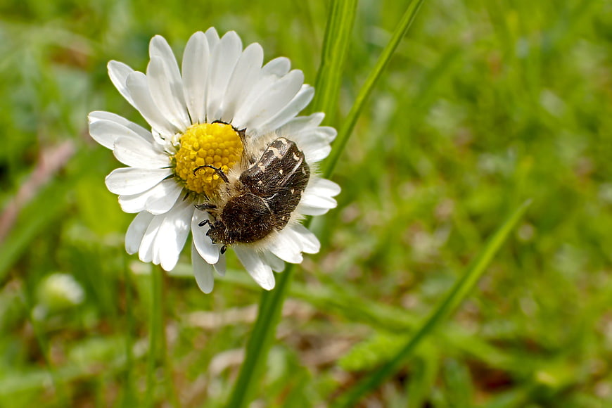 Close-up of a beetle on a white daisy in green grass
