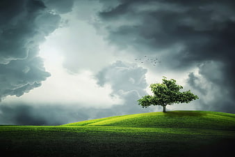 Lone tree on green hill under dramatic storm clouds