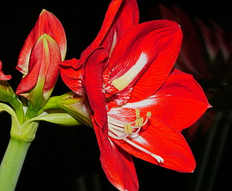 Vibrant Red Amaryllis Flower Close-Up on Black Background
