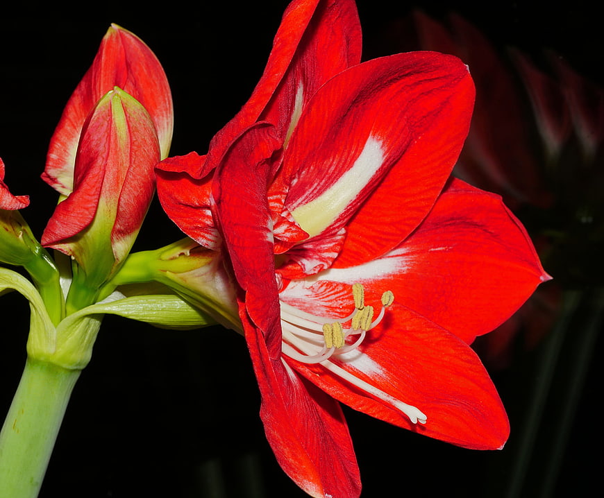 Vibrant Red Amaryllis Flower Close-Up on Black Background