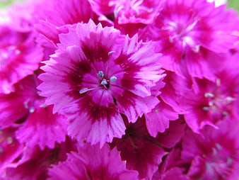 Close-up of vibrant pink dianthus flowers with serrated petals