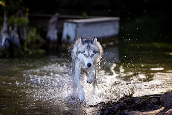 Siberian Husky Running Through Water with Blue Eyes