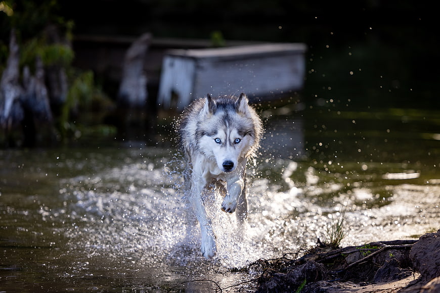 Siberian Husky Running Through Water with Blue Eyes