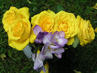 Yellow roses and purple freesia bouquet on grass