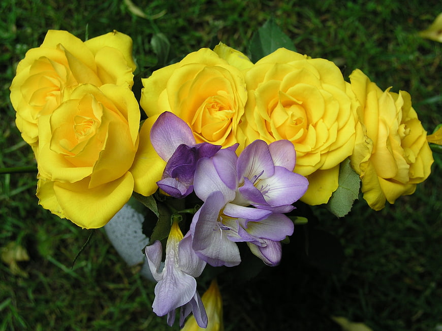 Yellow roses and purple freesia bouquet on grass
